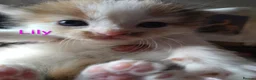 Siberian cats for sale: Adorable Siberian kittens - Advert 17