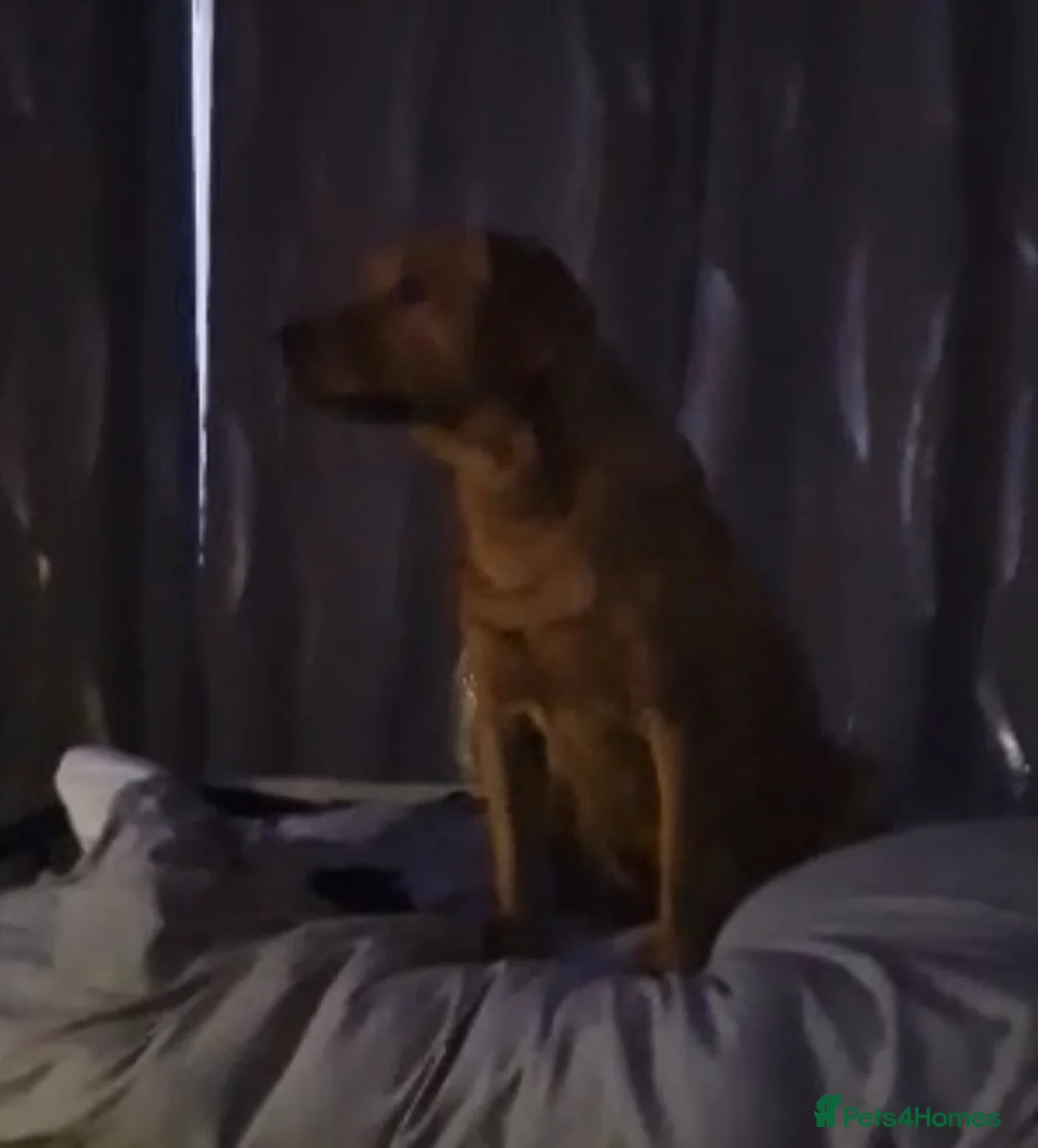 Labrador Retriever dogs for sale: Red fox Labrador  in Gravesend - Advert 1