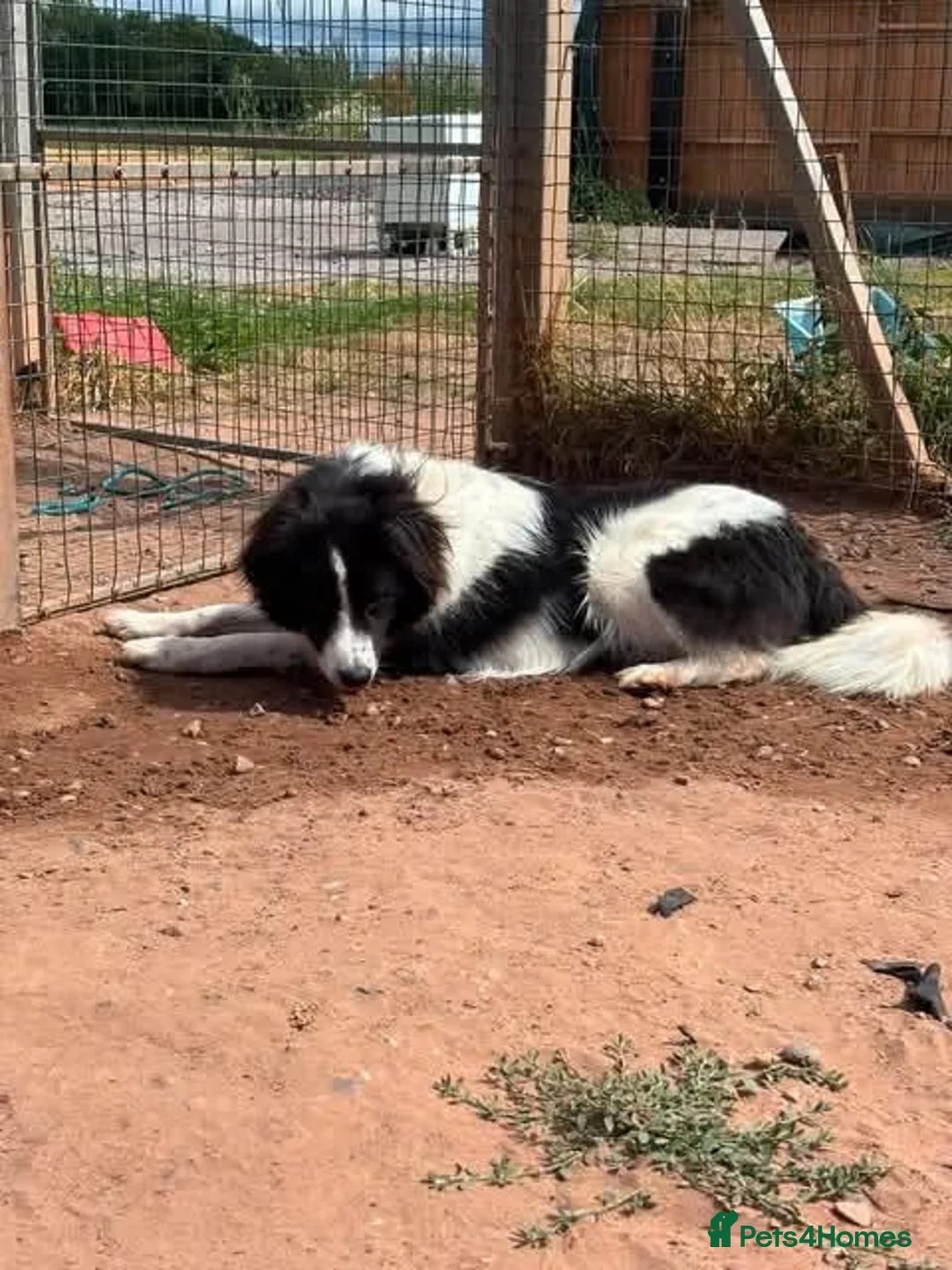 Mixed Breed dogs for adoption: Meet Sid, currently residing in Cheshire  - Advert 12