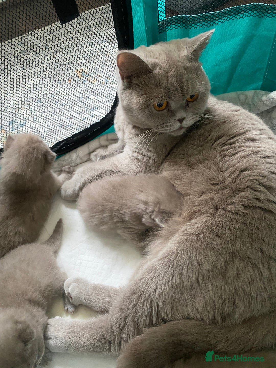 British Shorthair cats for sale: LAST 2 FEMALE kittens British shorthair kittens  in Maidstone - Image 13