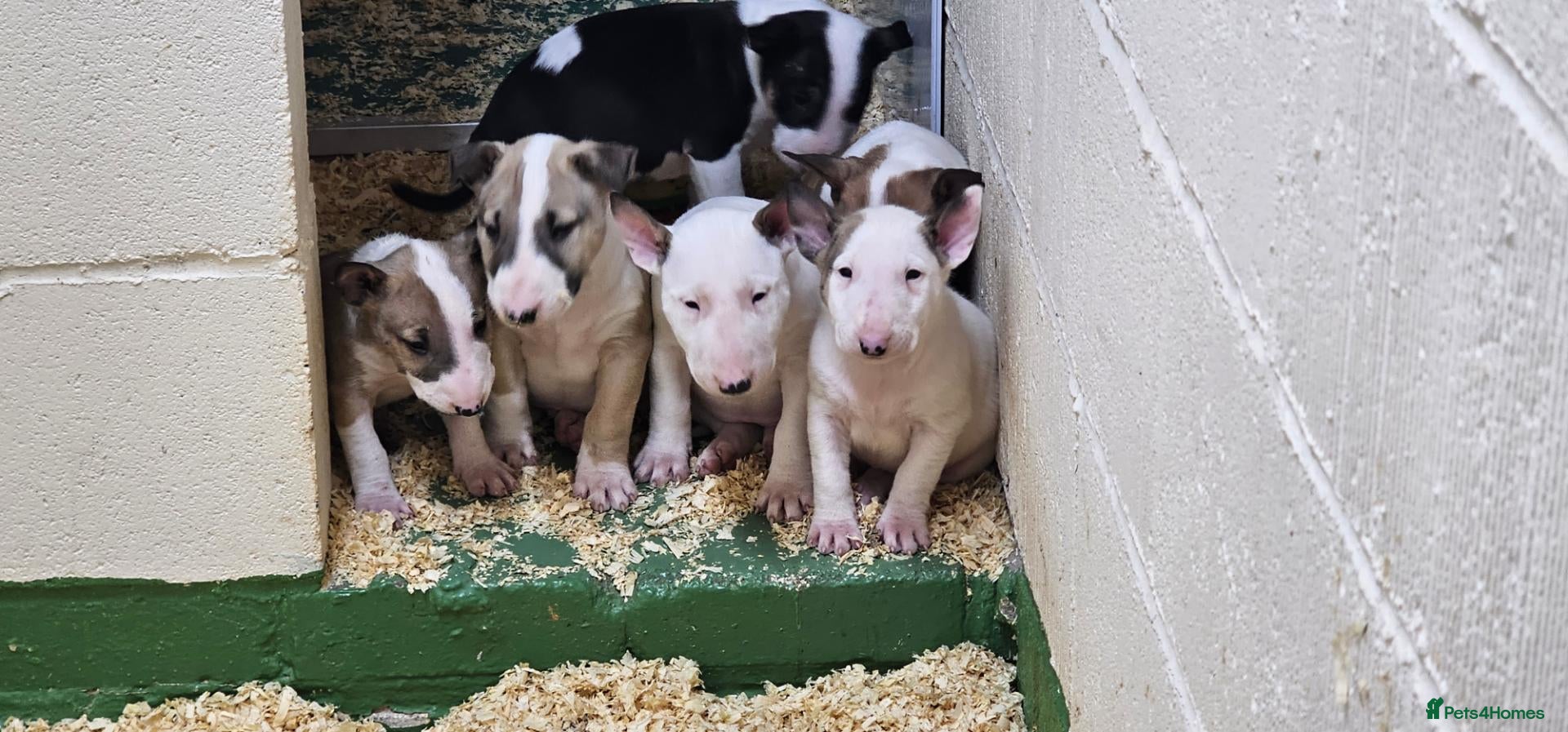 Bull Terrier dogs for sale: Eglish bullterriers pups for sale - Advert 1