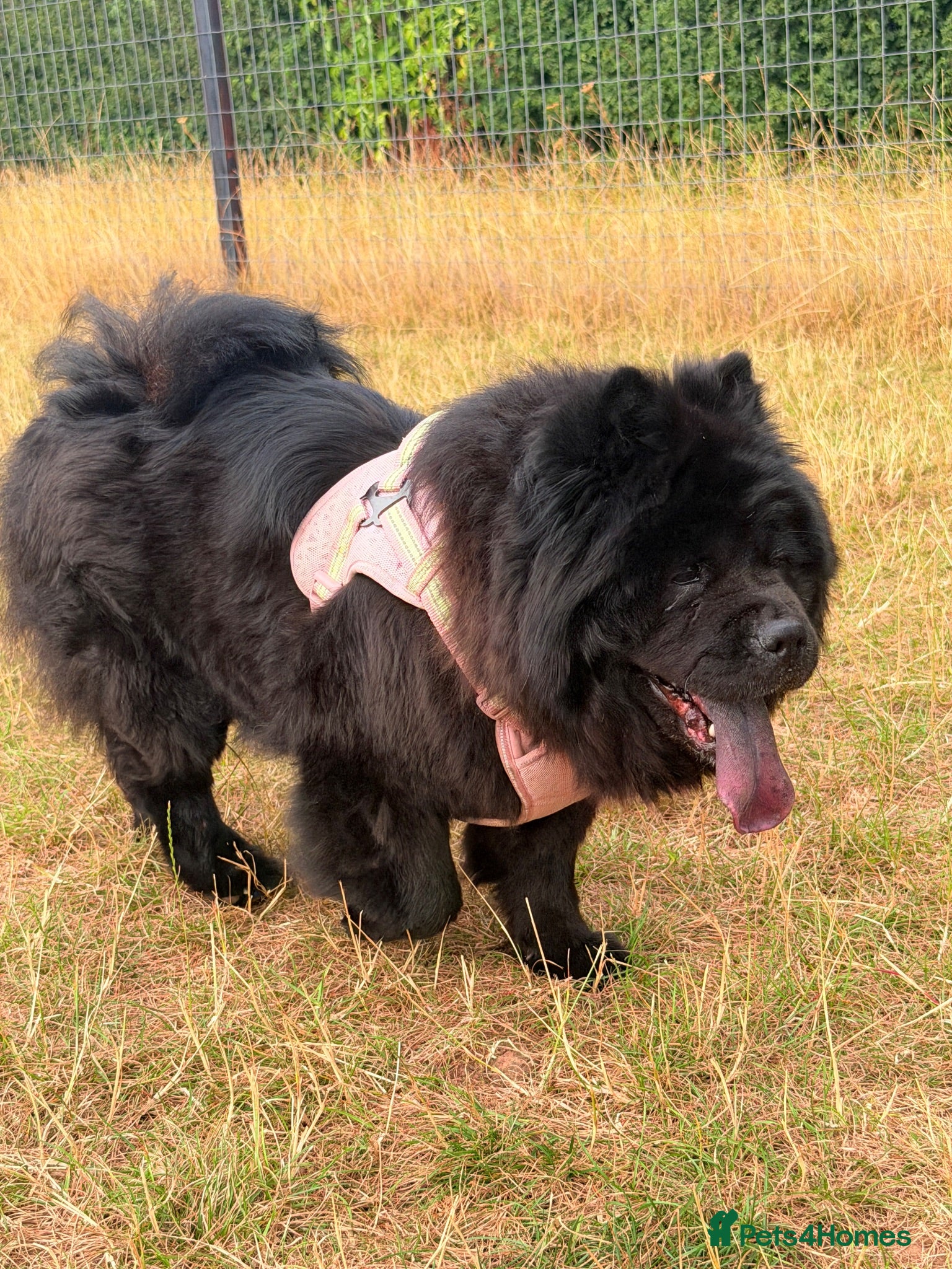 Chow Chow dogs female chow chow  - Advert 4