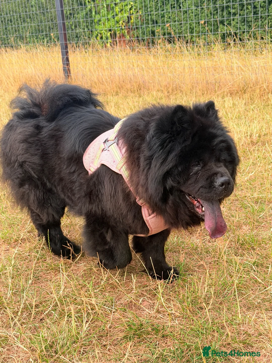 Chow Chow dogs for sale: female chow chow  - Advert 1