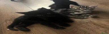 Kitten 2.
