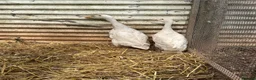 Ducks poultry for sale: Indian runner, brown hens, Emden geese,call ducks  - Advert 3