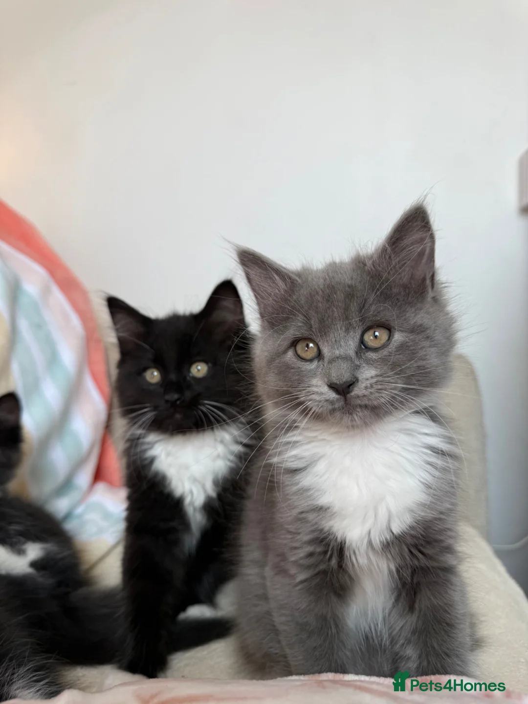Ragdoll cats for sale: 🐾 READY TO LEAVE RAGDOLL CROSS 🐾 - Advert 2