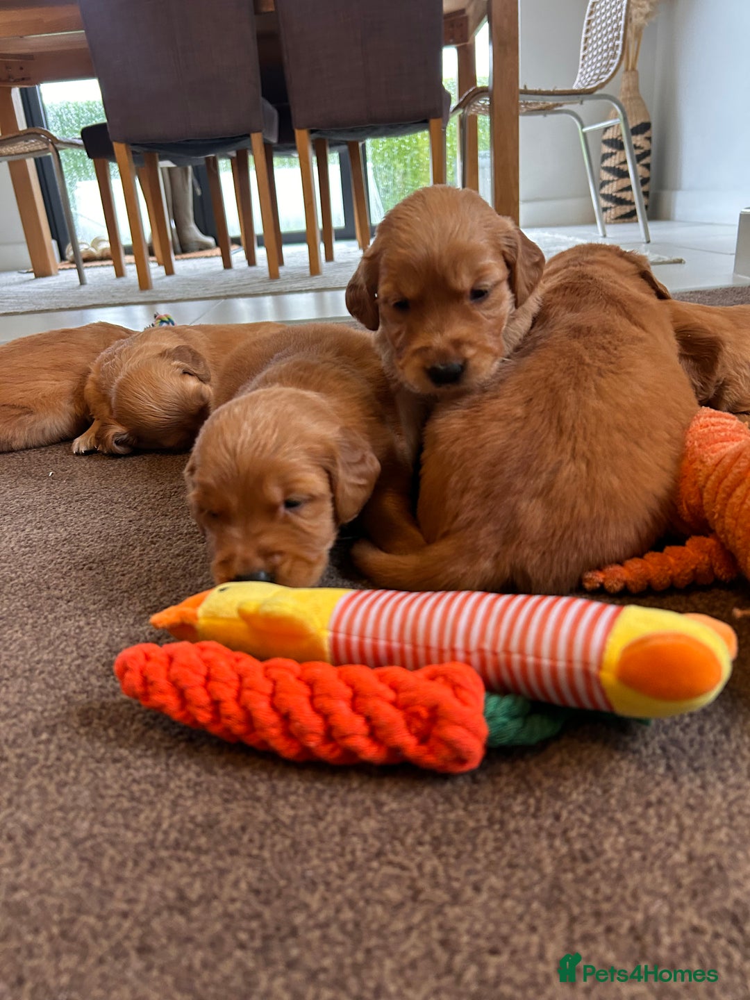 Golden Retriever dogs for sale: Dark Working Golden Retriever puppies - Advert 25