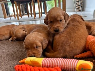 Golden Retriever dogs Dark Working Golden Retriever puppies - Advert 1