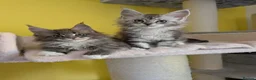Maine Coon cats for sale: TICA Registered Maine Coon Kittens  - Advert 4