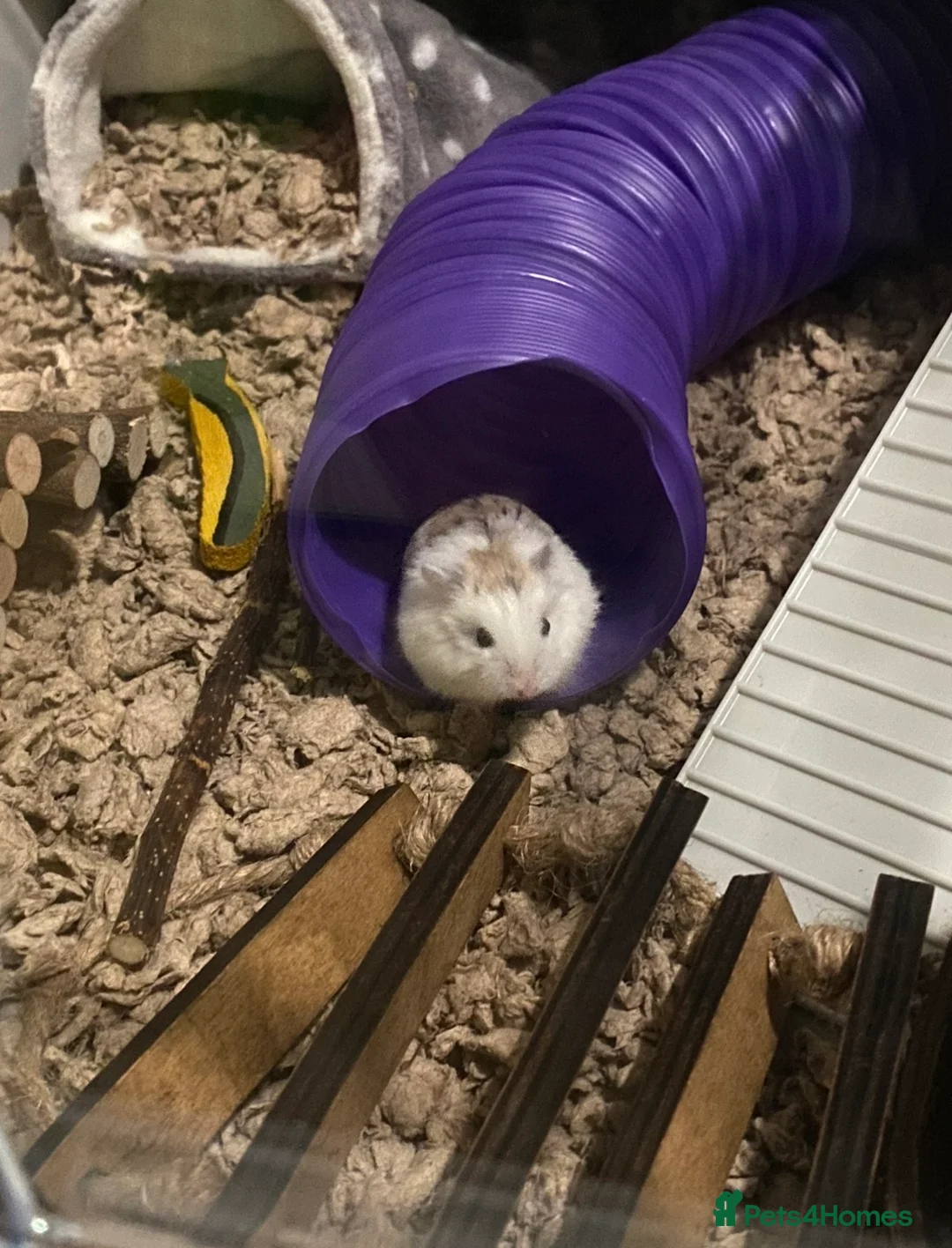 Hamster rodents for sale: Male roborovski dwarf hamster  - Advert 2
