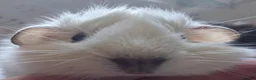 Guinea Pig rodents for sale: Beautiful Baby Boars  - Advert 4