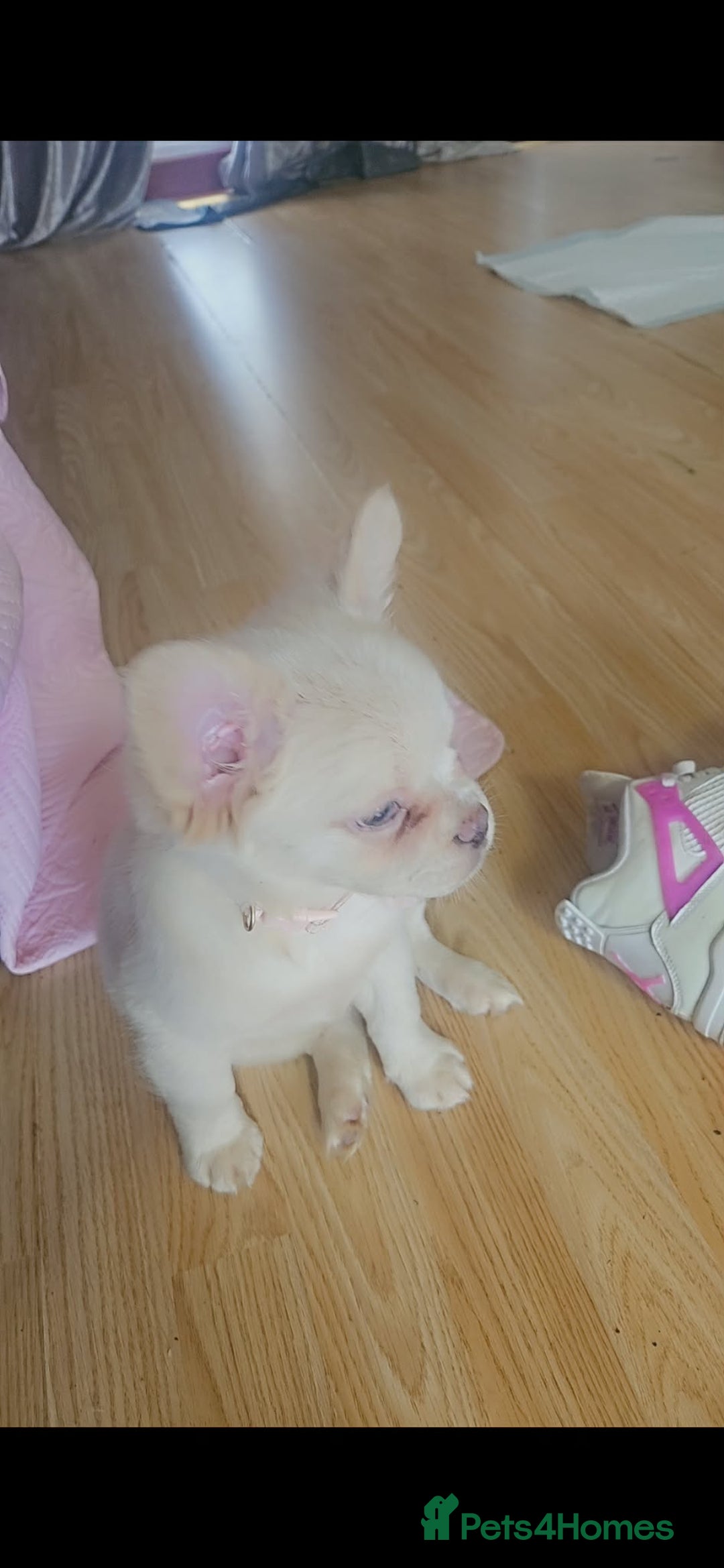 French Bulldog dogs for sale: Stunning full fluffy female - Advert 3