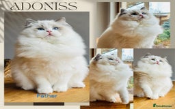 Ragdoll cats for sale: Active TICA princesses 👑❤️🩷💜 - Image 1