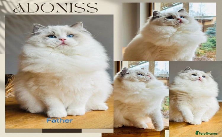 Ragdoll cats for sale - Advert 2