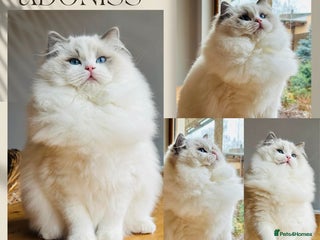 Ragdoll cats - Advert 8