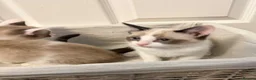 Ragdoll cats for sale: RAGDOLL X - Advert 4