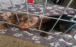 Dachshund dogs for sale: Dachshund puppies for sale - Image 5