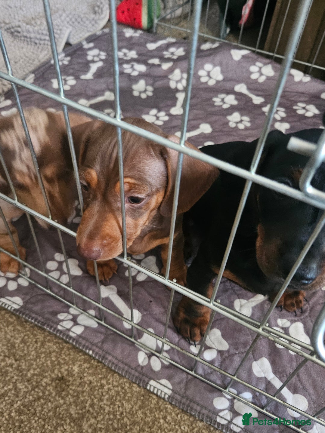 Dachshund dogs for sale: Dachshund puppies for sale - Image 5