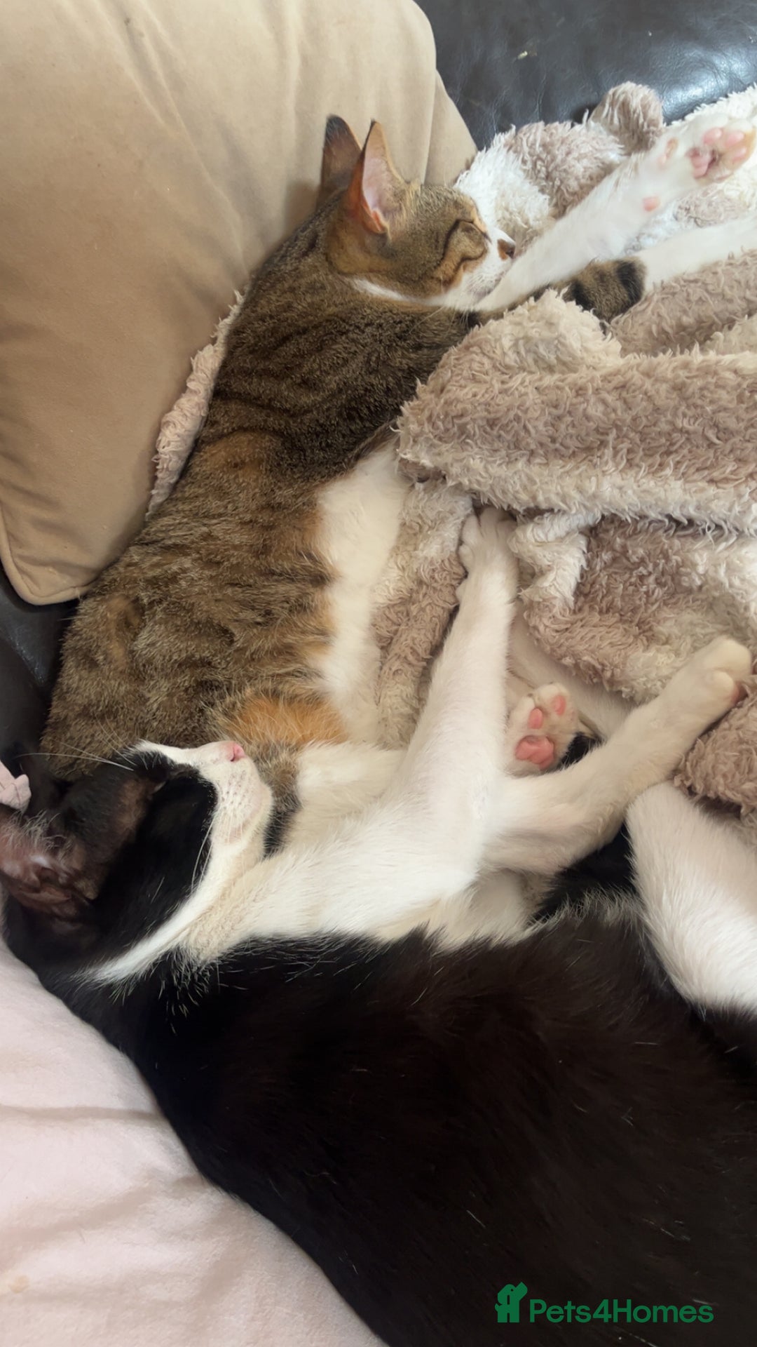 Arabian Mau cats for adoption: Messy boy  - Image 2