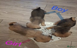 Jug dogs for sale: Jug puppies - Image 1