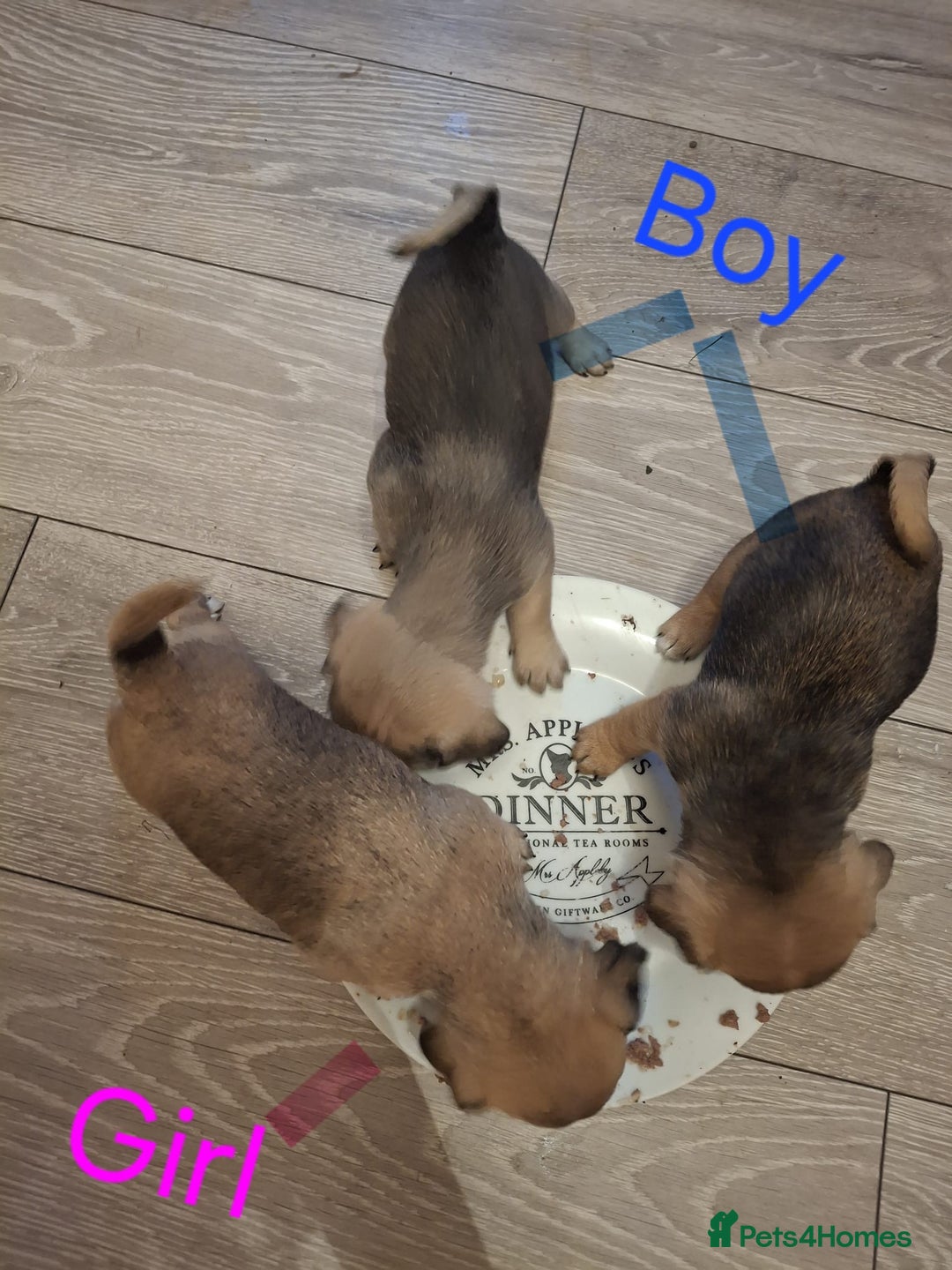 Jug dogs for sale: Jug puppies - Image 1