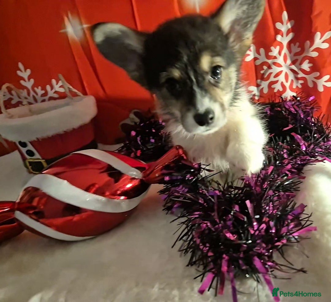 Welsh Corgi Pembroke dogs for sale: Kc reg Serbian lined bob & longtail - Advert 18