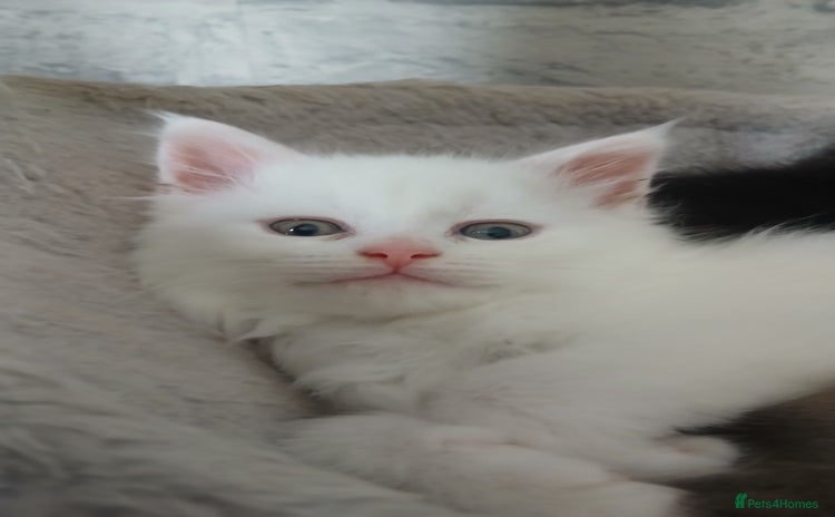 Maine Coon cats - Advert 6