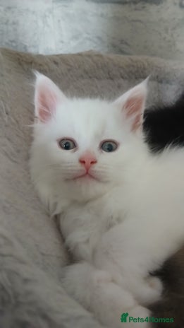 Maine Coon cats - Advert 6