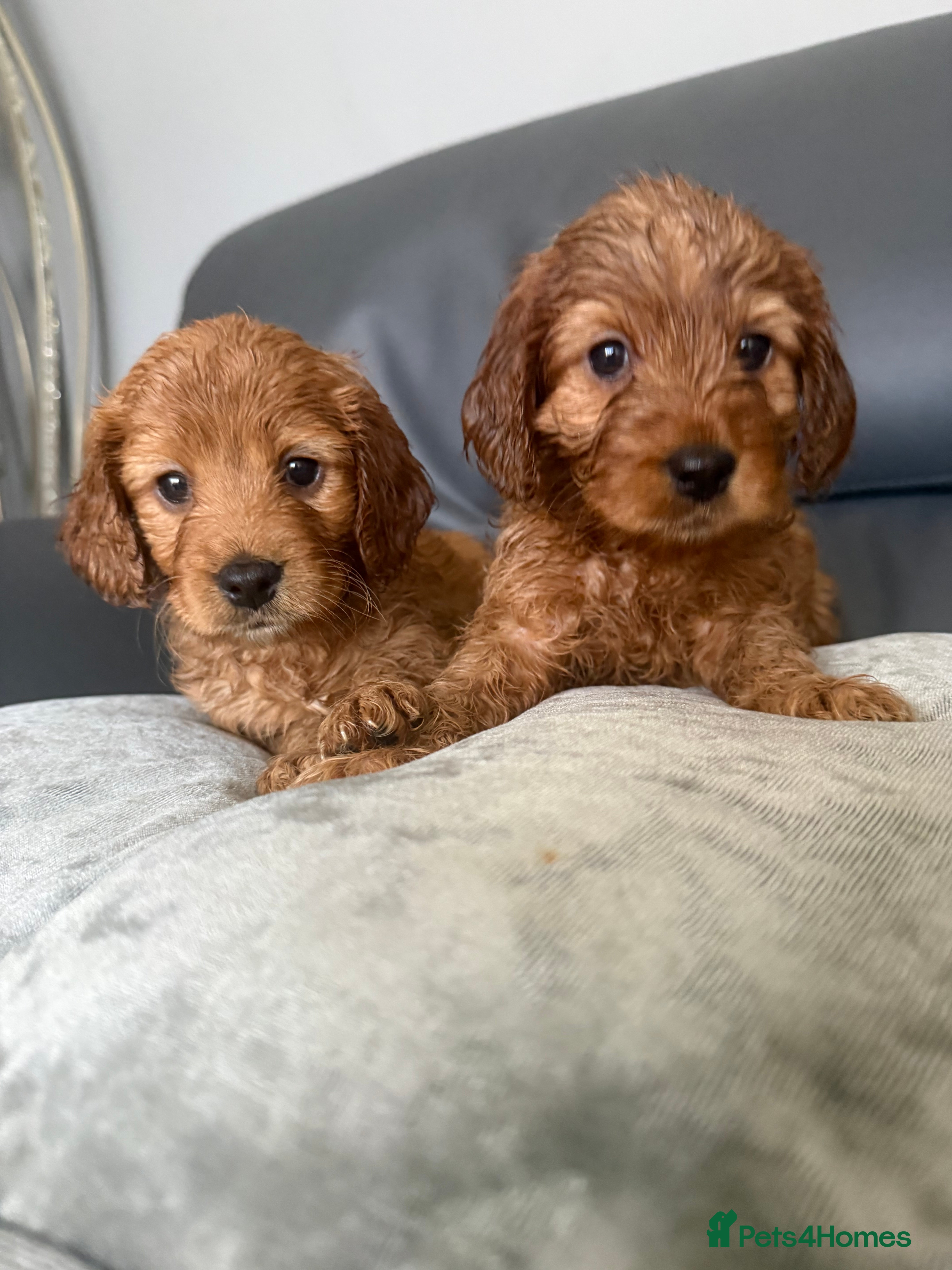 Cockapoo dogs Beautiful Cockapoo puppies - Advert 8