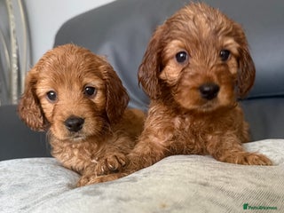 Cockapoo dogs Beautiful Cockapoo puppies - Advert 13