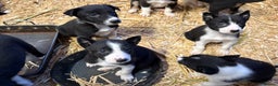 Border Collie dogs for sale: 10 gorgeous puppies for sale - Advert 3