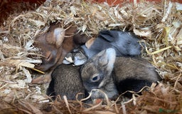 Lionhead rabbits for sale: 4 Beautiful Lionhead Baby Bunnies - Image 9