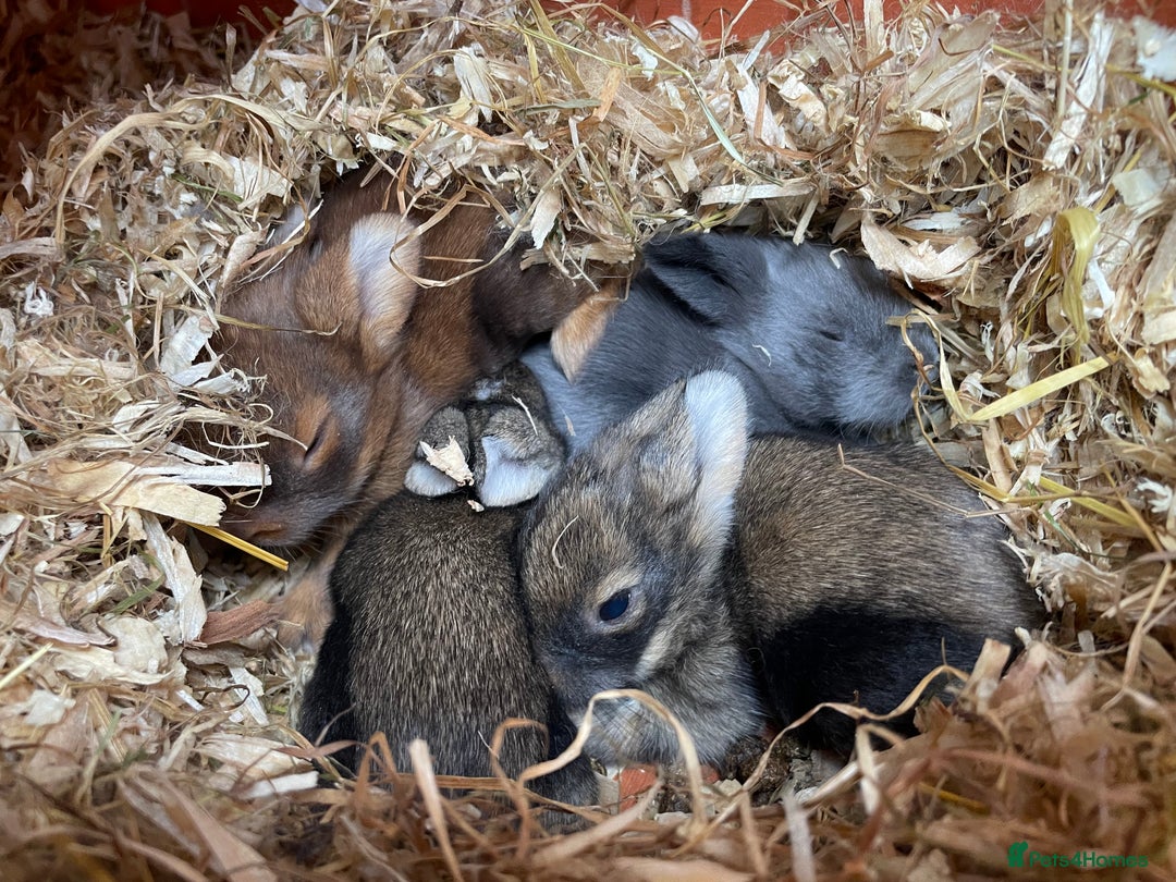 Lionhead rabbits for sale: 4 Beautiful Lionhead Baby Bunnies - Image 9