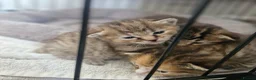 Mixed Breed cats for sale: 3 kittens - Advert 12
