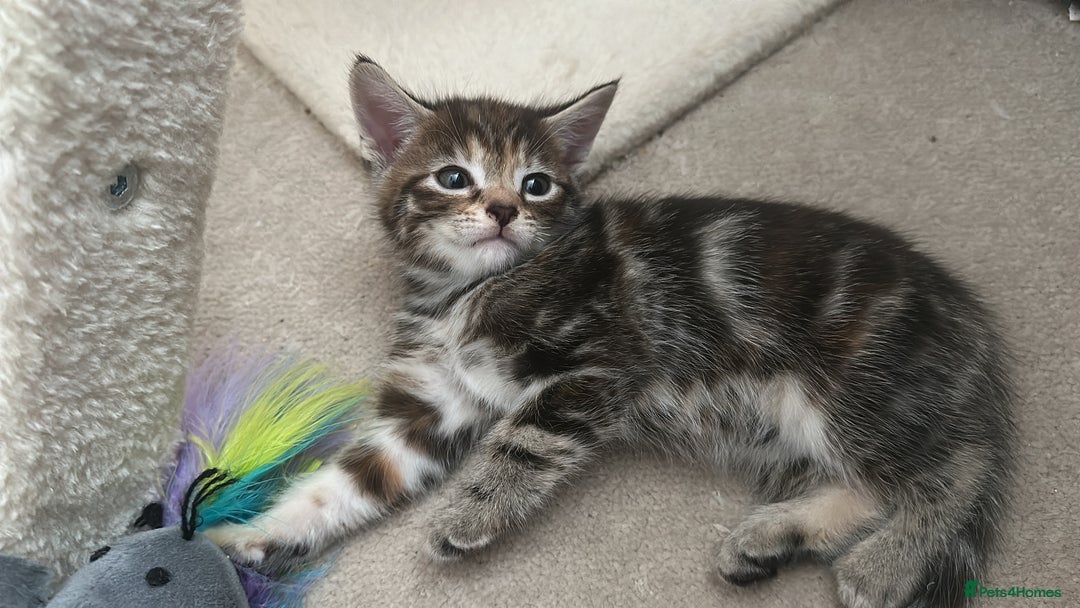 Mixed Breed cats for sale: Beautiful kittens - Image 8