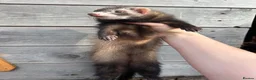 Ferret rodents for sale: ANGELICFERRETS. ONLY 1 semi JILL LEFT. READY NOW - Advert 5