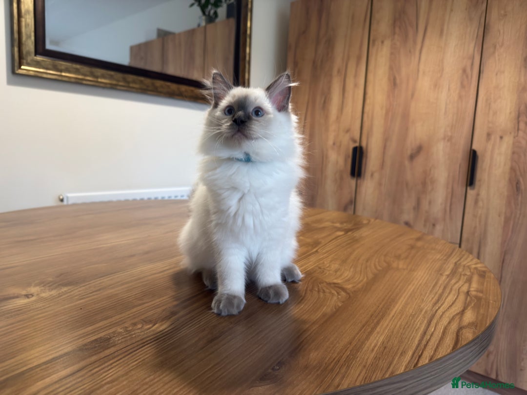 Ragdoll cats for sale: 6 Gorgeous Full Breed Ragdoll Kittens Ready to Go! - Advert 38