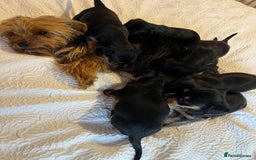 Mixed Breed dogs for sale: Adorable Dorkie puppies  - Image 3