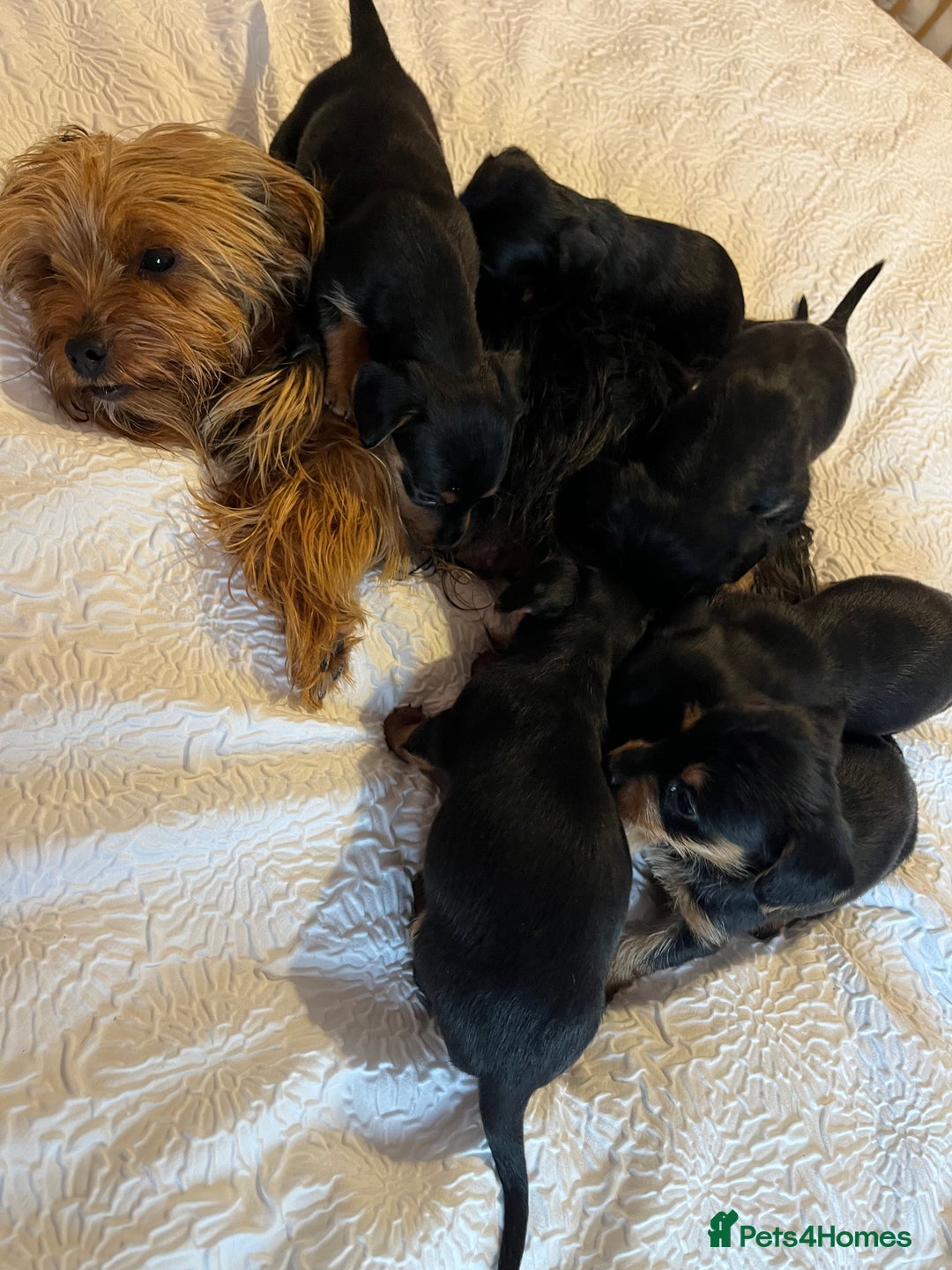 Mixed Breed dogs for sale: Adorable Dorkie puppies  - Image 3