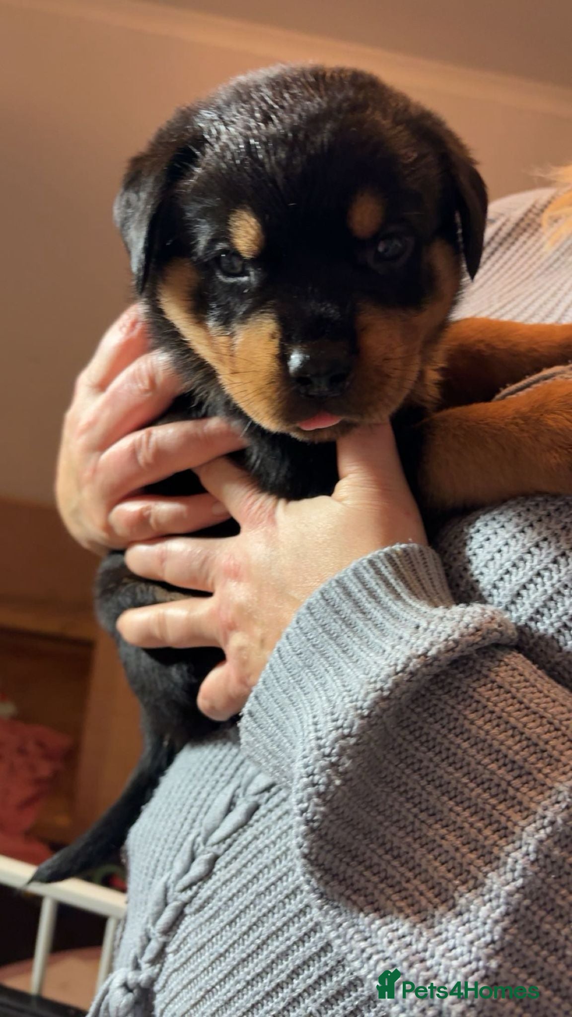 Rottweiler dogs 🐾 Stunning KC Registered Rottweiler Puppies  - Advert 4