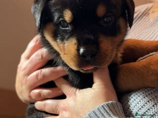 Rottweiler dogs 🐾 Stunning KC Registered Rottweiler Puppies - Advert 7
