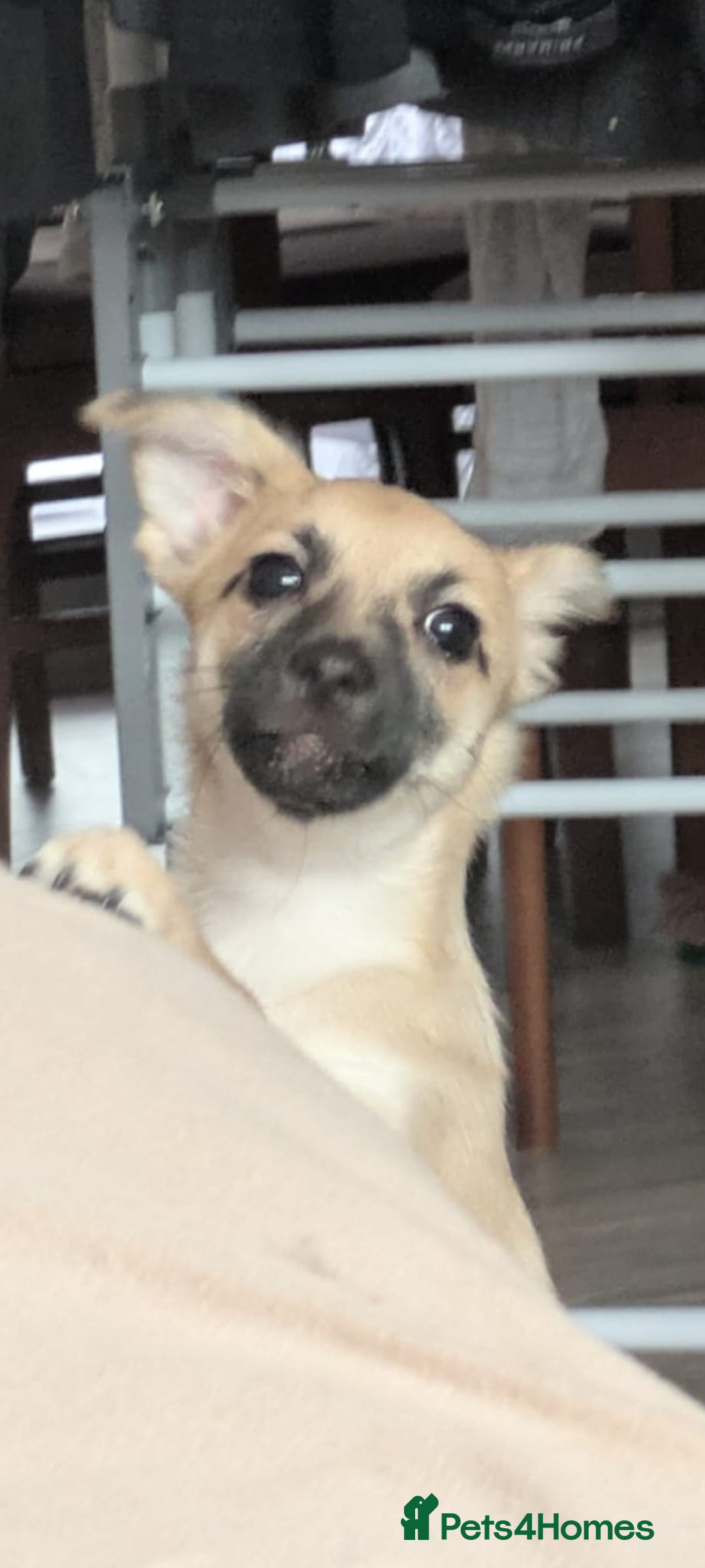 Mixed Breed dogs for sale: Gorgeous, playful malchi boy - Image 7