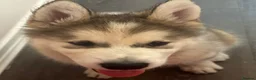 Alaskan Malamute dogs for sale: Female pure Alaskan Malamutes  - Advert 7