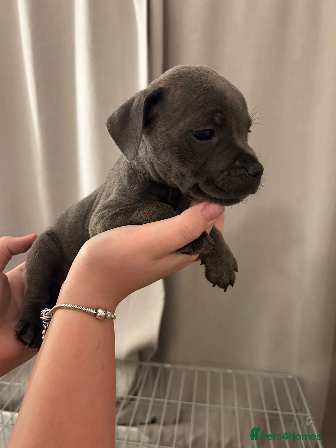 Staffordshire Bull Terrier dogs for sale: Stunning pure blue staffies - Image 15