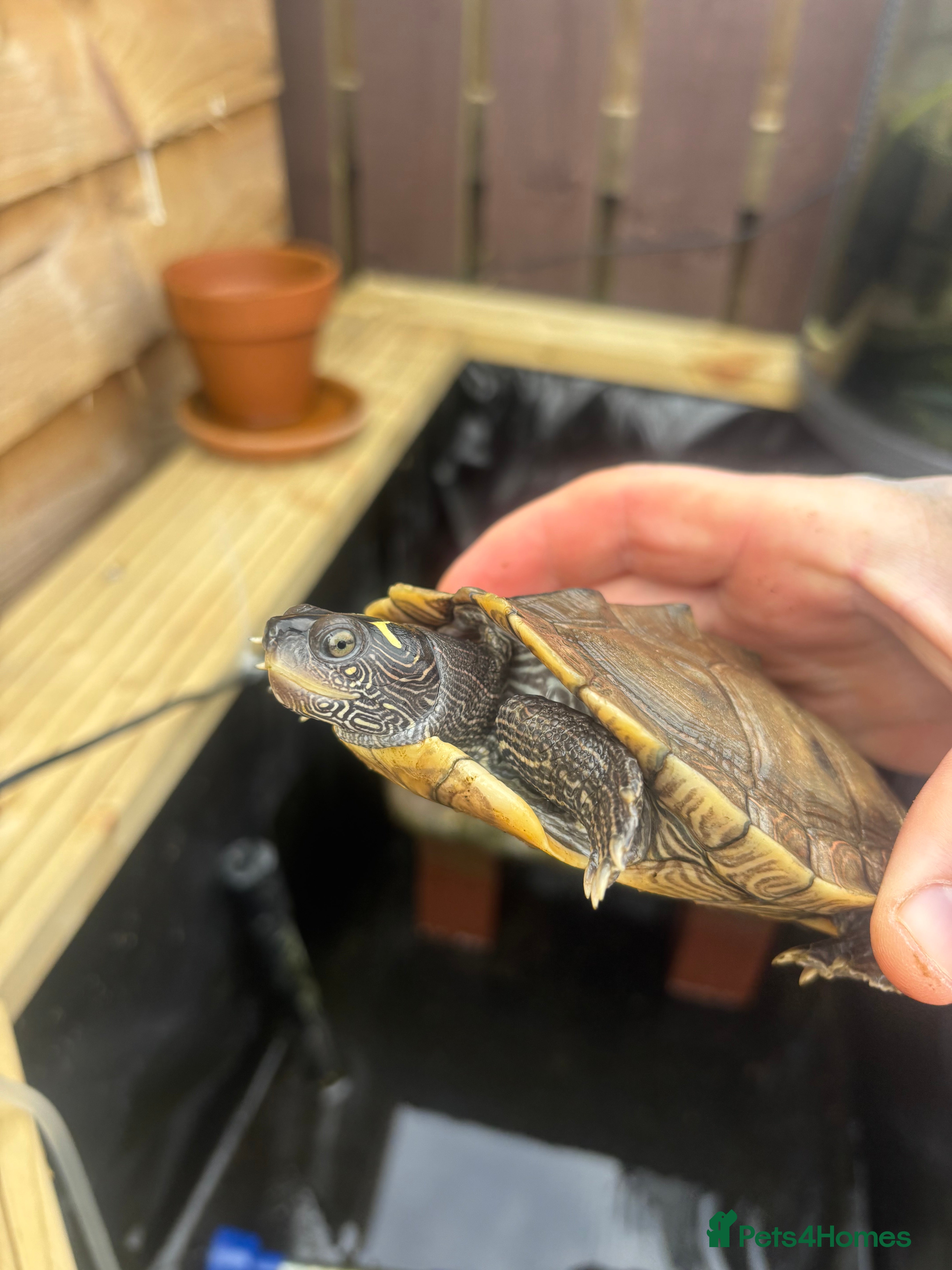 Turtle reptiles False map turtle  - Advert 1