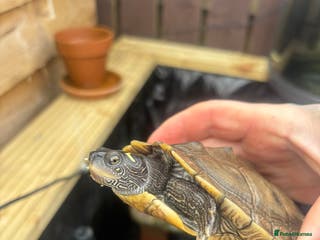 Turtle reptiles False map turtle - Advert 1