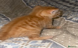 Domestic Shorthair cats for sale: Our babies looking for their forever lovely home - Image 9