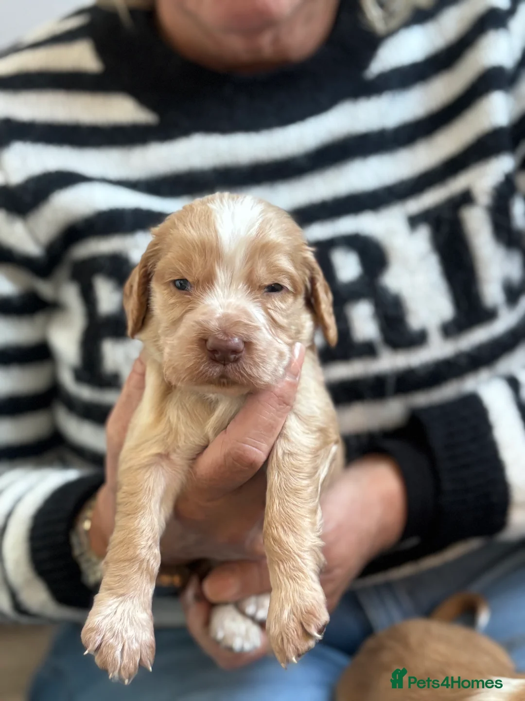 Mixed Breed dogs for sale: 8x Cocker Spaniel Puppies  in Kidderminster - Advert 2