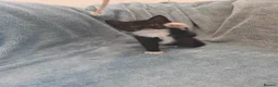 Mixed Breed cats for sale: Beautiful Kittens VIDEOS - Advert 31