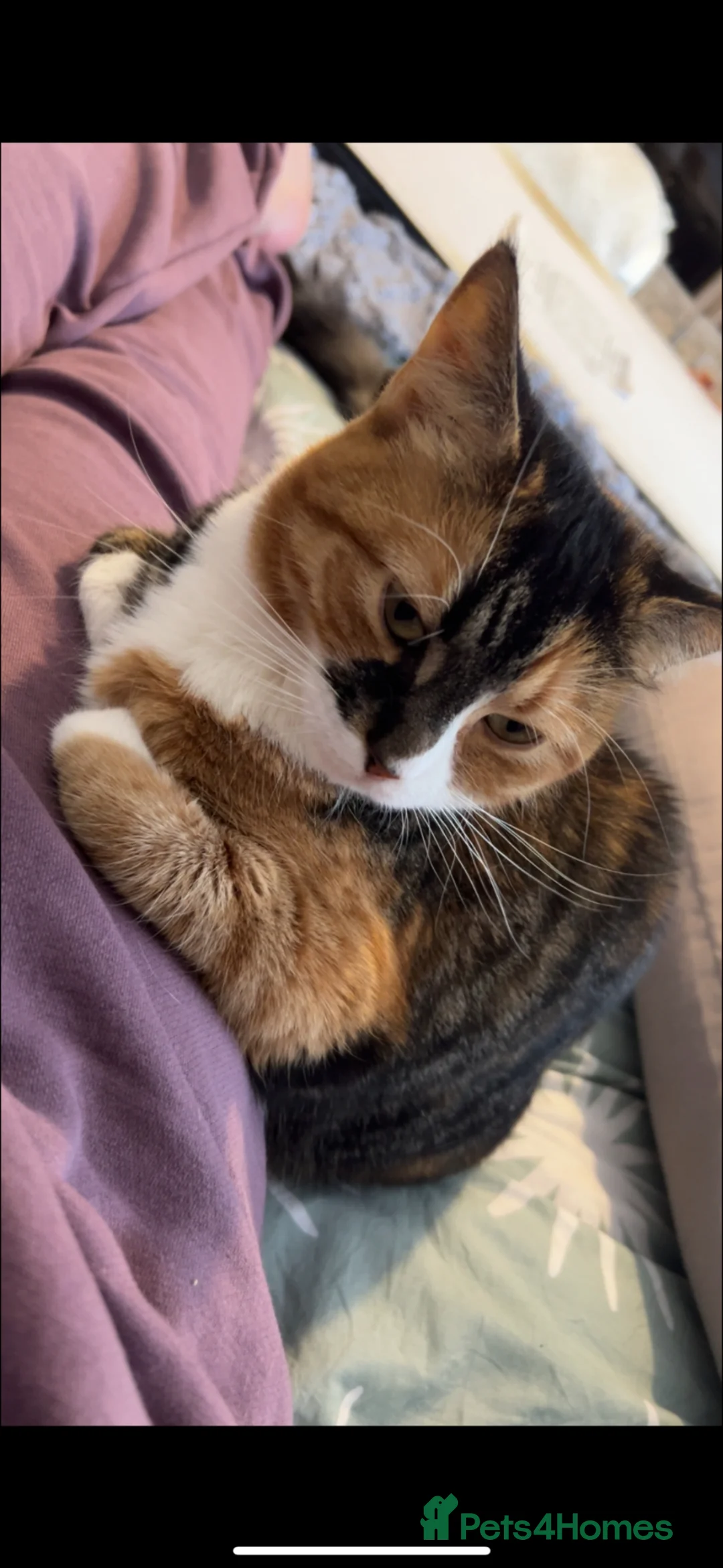 British Longhair cats for sale: Leo & Lexi  ** , available now in Stockton-on-Tees - Advert 9